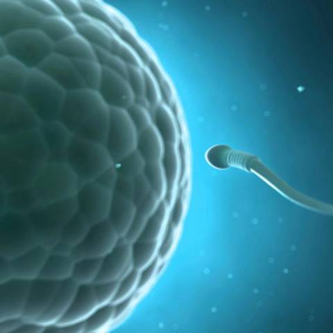 ¿Qué dice la biología sobre el aborto?